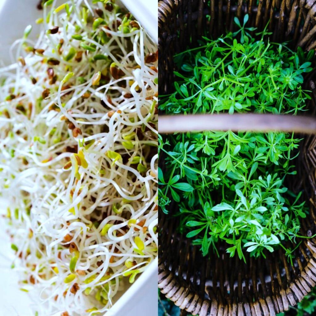 Herbal comparison of Cleavers and Alfalfa, showcasing their health benefits, uses, and healing properties for detoxification and overall wellness.