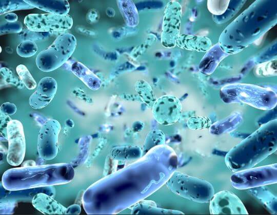 bifidobacterium image