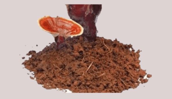 Reishi Mushroom powder highlighting its health benefits for immunity, stress relief, and energy