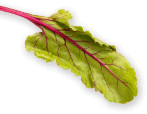 Beetroot leaf image on home page of Vegan Is Us superfoods website